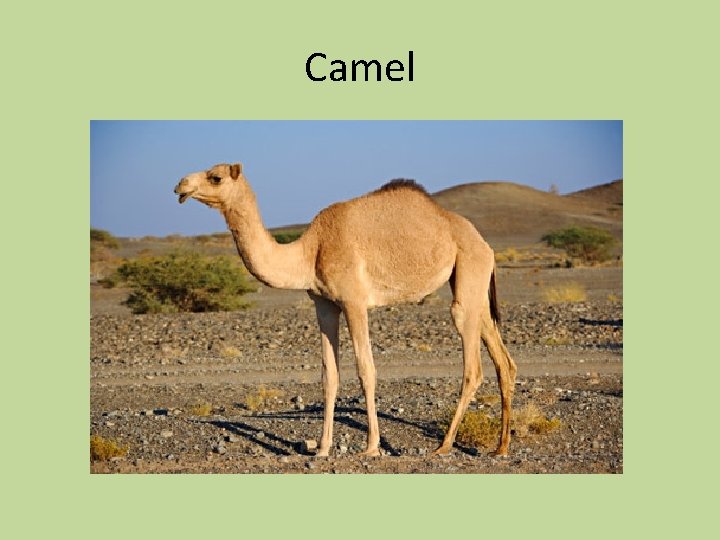 Camel 