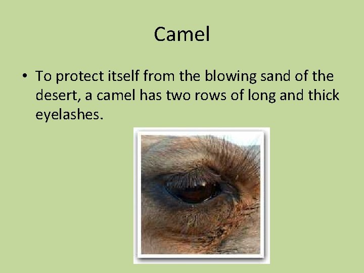 Camel • To protect itself from the blowing sand of the desert, a camel