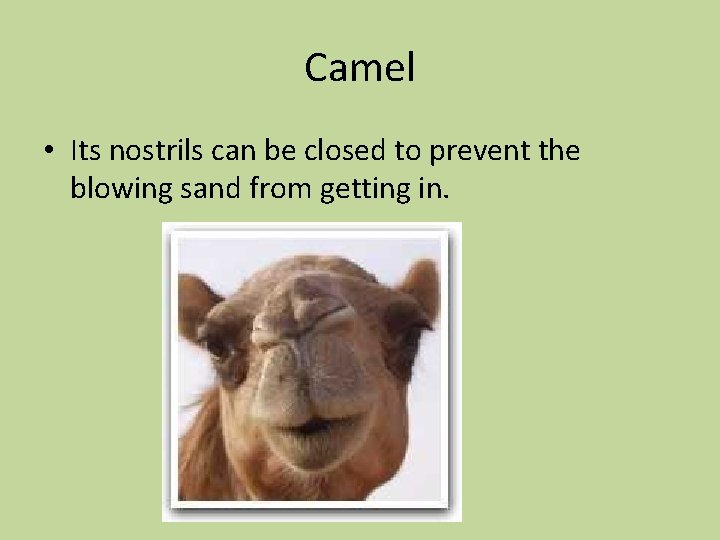 Camel • Its nostrils can be closed to prevent the blowing sand from getting