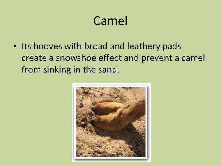 Camel • Its hooves with broad and leathery pads create a snowshoe effect and