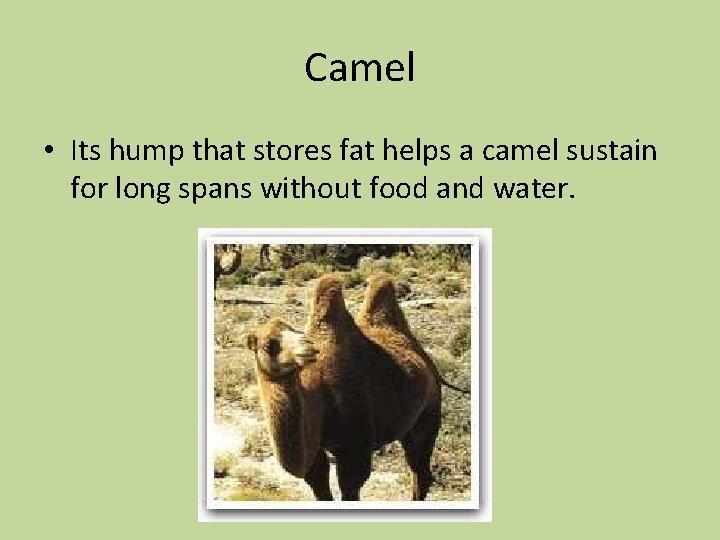 Camel • Its hump that stores fat helps a camel sustain for long spans