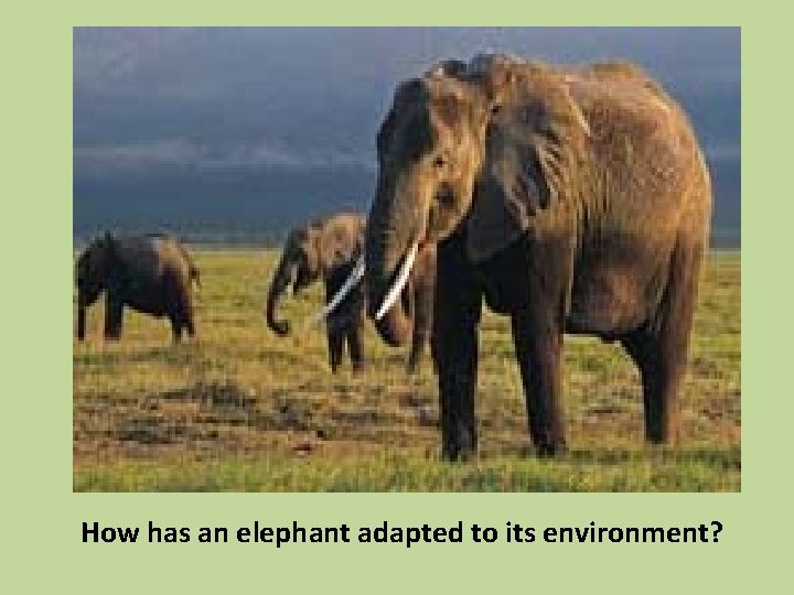How has an elephant adapted to its environment? 