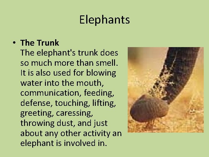 Elephants • The Trunk The elephant's trunk does so much more than smell. It
