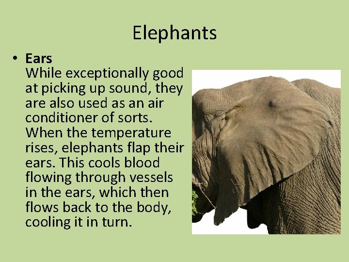 Elephants • Ears While exceptionally good at picking up sound, they are also used