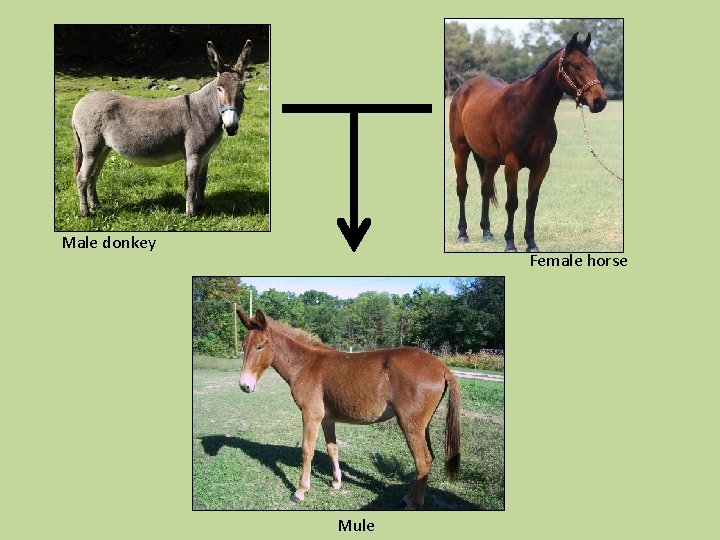 Male donkey Female horse Mule 