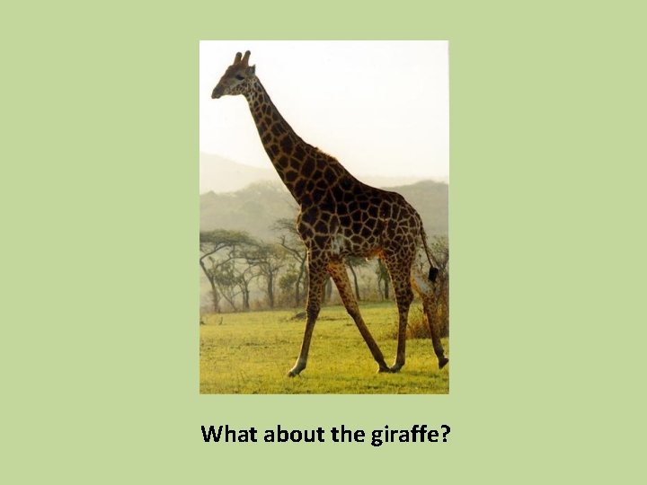 What about the giraffe? 
