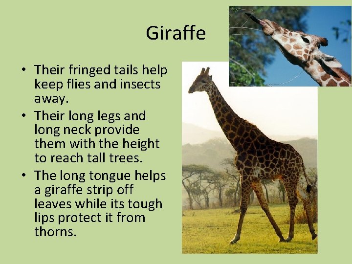 Giraffe • Their fringed tails help keep flies and insects away. • Their long