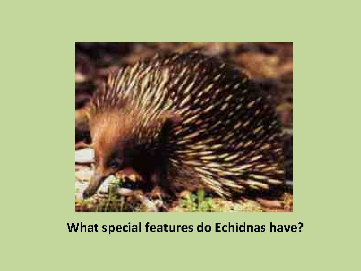 What special features do Echidnas have? 
