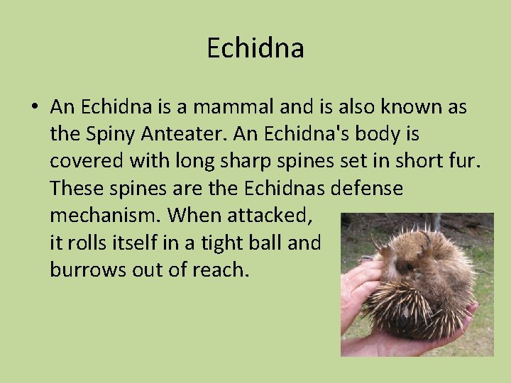 Echidna • An Echidna is a mammal and is also known as the Spiny