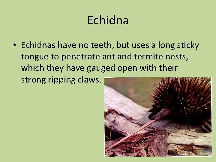 Echidna • Echidnas have no teeth, but uses a long sticky tongue to penetrate
