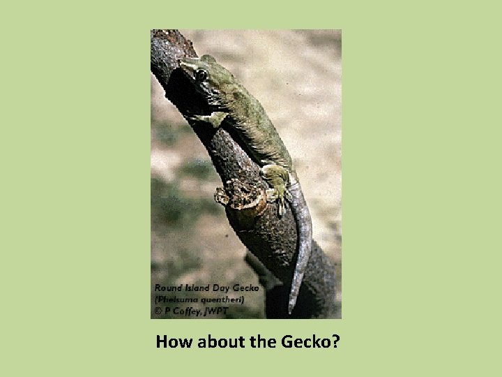 How about the Gecko? 