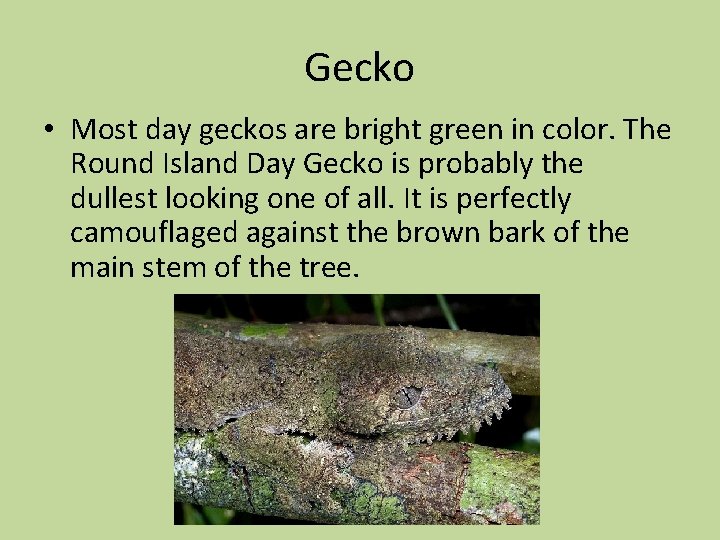 Gecko • Most day geckos are bright green in color. The Round Island Day