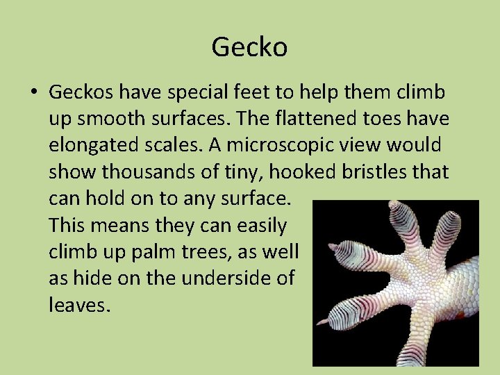 Gecko • Geckos have special feet to help them climb up smooth surfaces. The