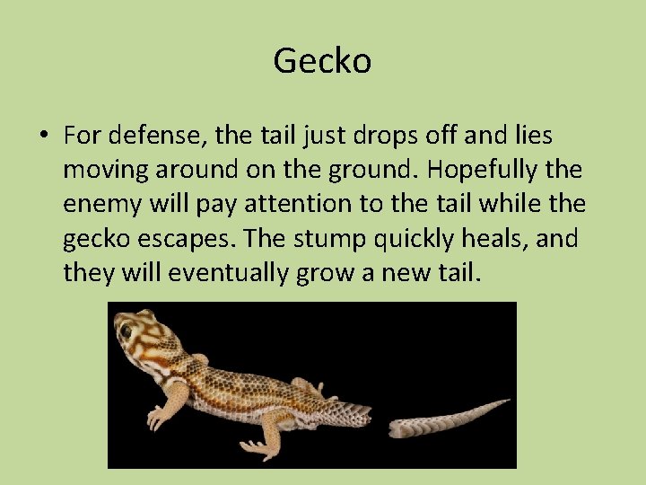 Gecko • For defense, the tail just drops off and lies moving around on