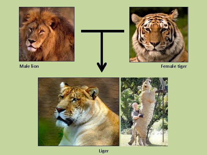 Male lion Female tiger Liger 