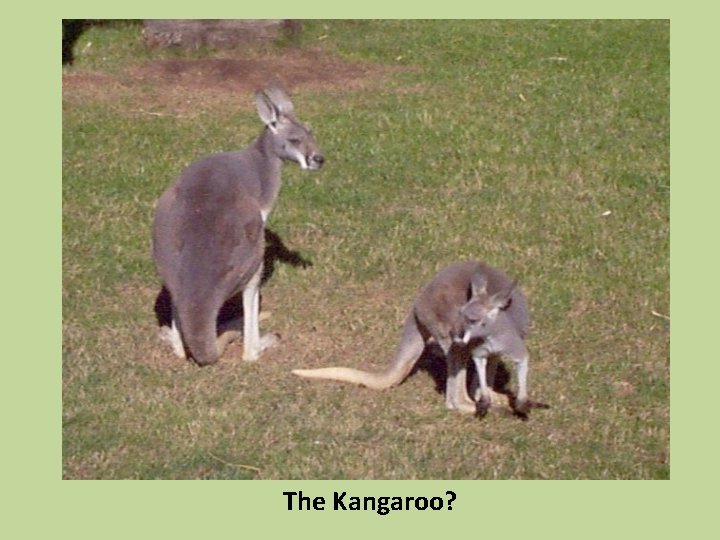 The Kangaroo? 