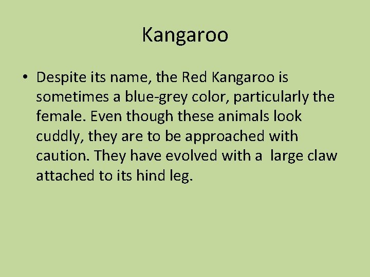 Kangaroo • Despite its name, the Red Kangaroo is sometimes a blue-grey color, particularly
