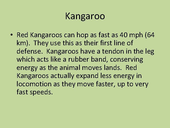 Kangaroo • Red Kangaroos can hop as fast as 40 mph (64 km). They