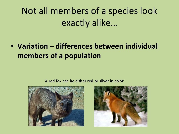 Not all members of a species look exactly alike… • Variation – differences between