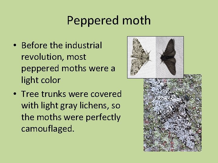 Peppered moth • Before the industrial revolution, most peppered moths were a light color