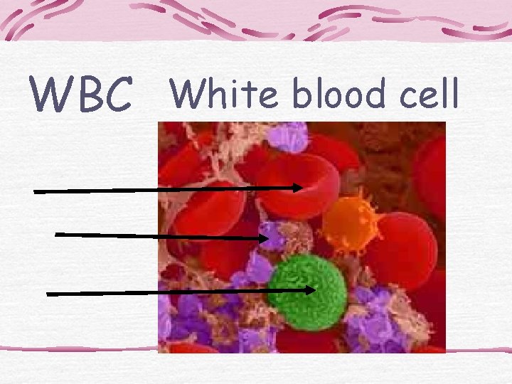 WBC White blood cell 