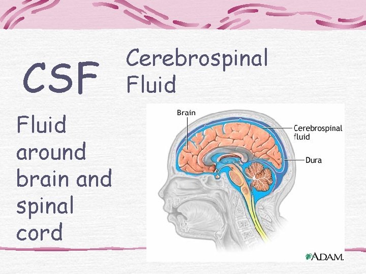 CSF Fluid around brain and spinal cord Cerebrospinal Fluid 