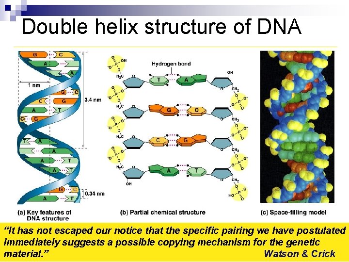 Double helix structure of DNA “It has not escaped our notice that the specific