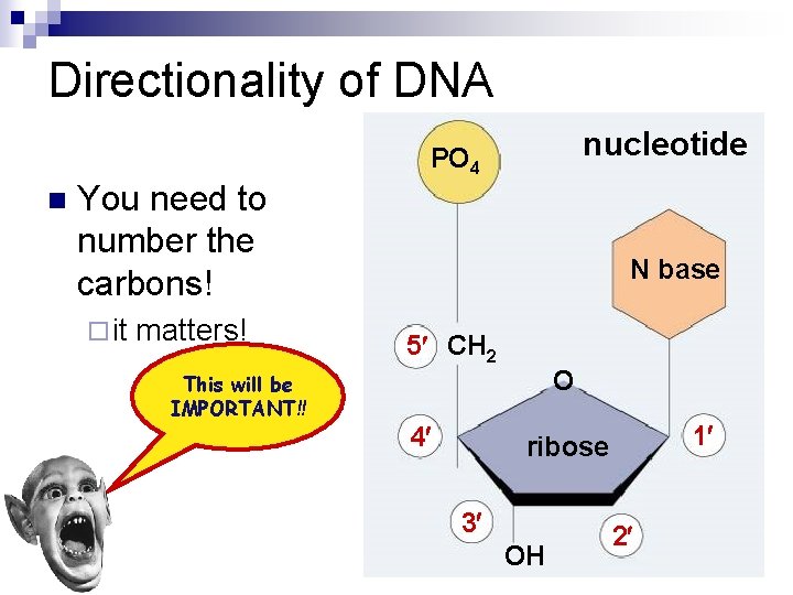 Directionality of DNA n You need to number the carbons! ¨ it matters! This