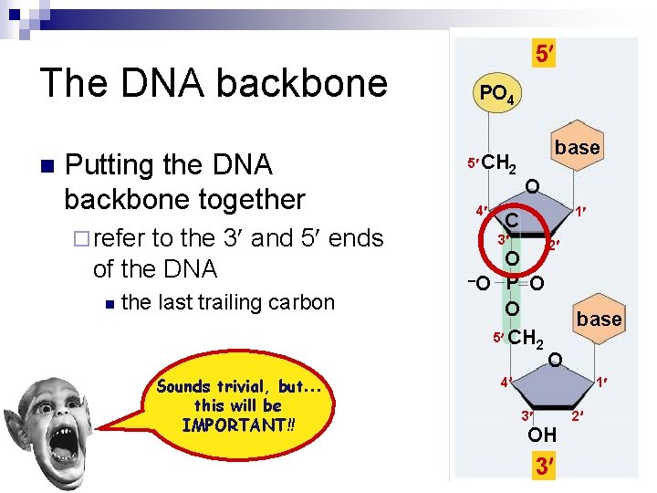 The DNA backbone n Putting the DNA backbone together ¨ refer to the 3