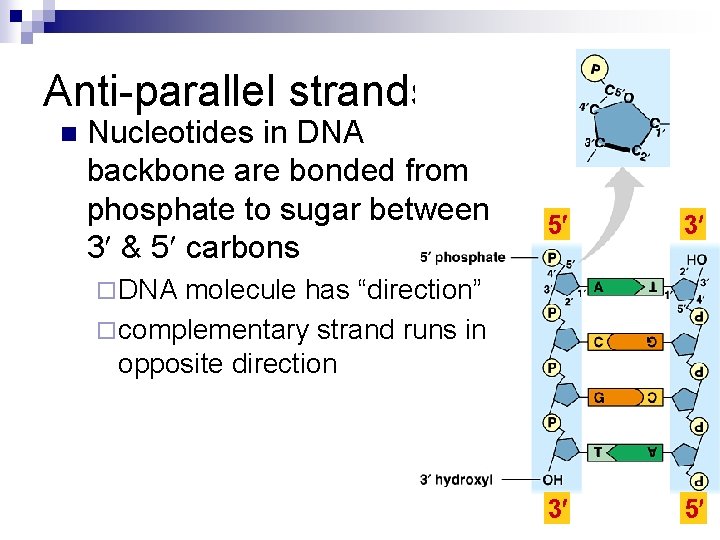 Anti-parallel strands n Nucleotides in DNA backbone are bonded from phosphate to sugar between