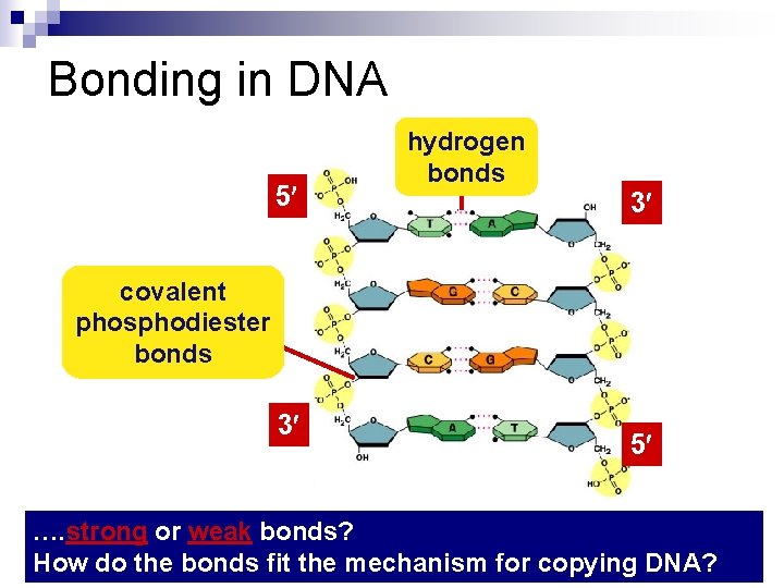 Bonding in DNA 5 hydrogen bonds 3 covalent phosphodiester bonds 3 5 …. strong