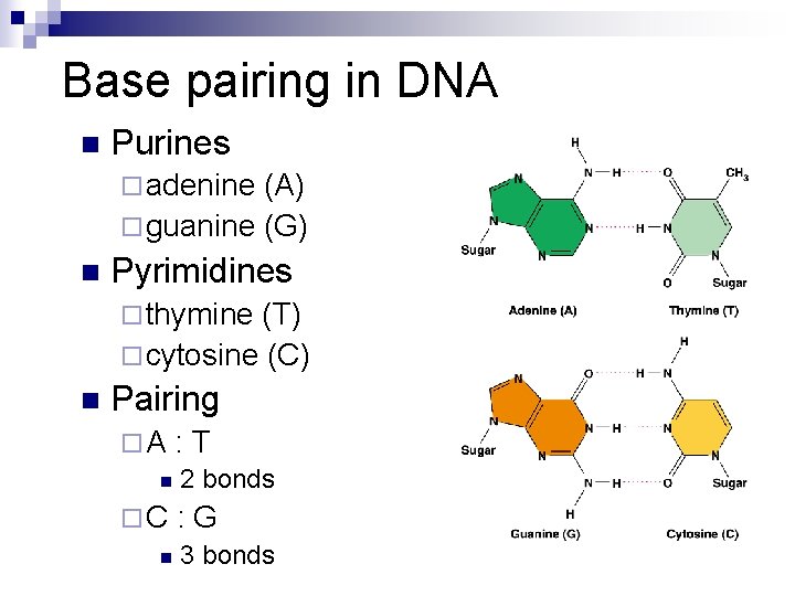 Base pairing in DNA n Purines ¨ adenine (A) ¨ guanine (G) n Pyrimidines