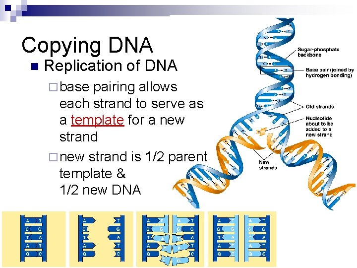 Copying DNA n Replication of DNA ¨ base pairing allows each strand to serve