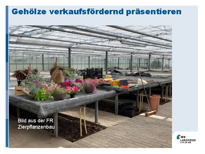Gehölze verkaufsfördernd präsentieren Bild aus der FR Zierpflanzenbau 