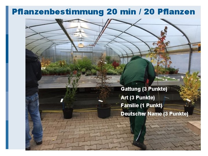 Pflanzenbestimmung 20 min / 20 Pflanzen Gattung (3 Punkte) Art (3 Punkte) Familie (1