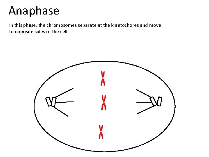 Anaphase In this phase, the chromosomes separate at the kinetochores and move to opposite