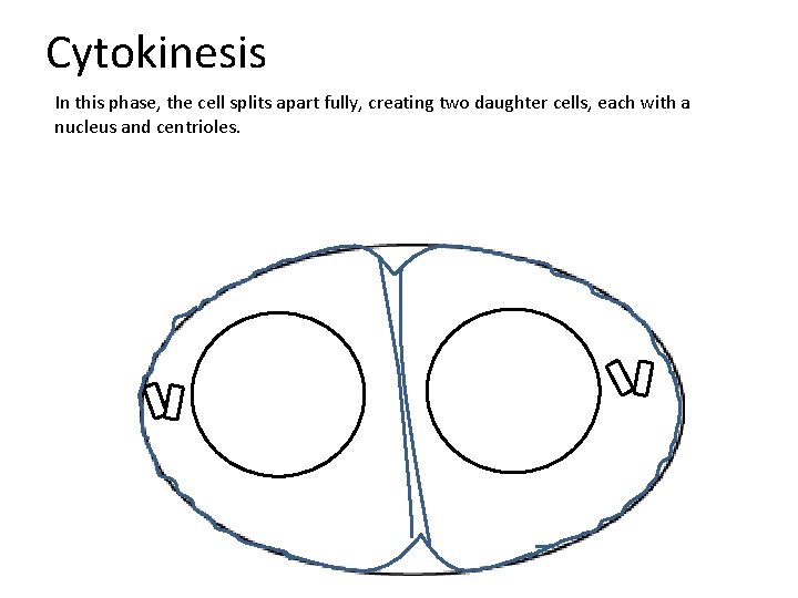 Cytokinesis In this phase, the cell splits apart fully, creating two daughter cells, each