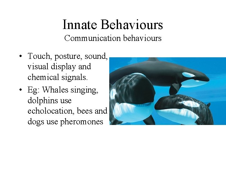 Year 11 Biology Unit 2 Animal Behaviour Behaviours