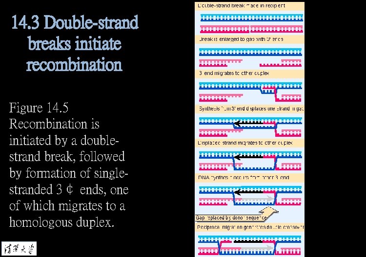 14. 3 Double-strand breaks initiate recombination Figure 14. 5 Recombination is initiated by a