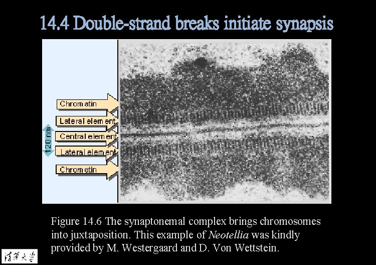 14. 4 Double-strand breaks initiate synapsis Figure 14. 6 The synaptonemal complex brings chromosomes
