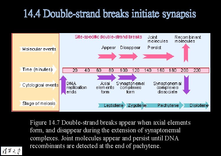 14. 4 Double-strand breaks initiate synapsis Figure 14. 7 Double-strand breaks appear when axial