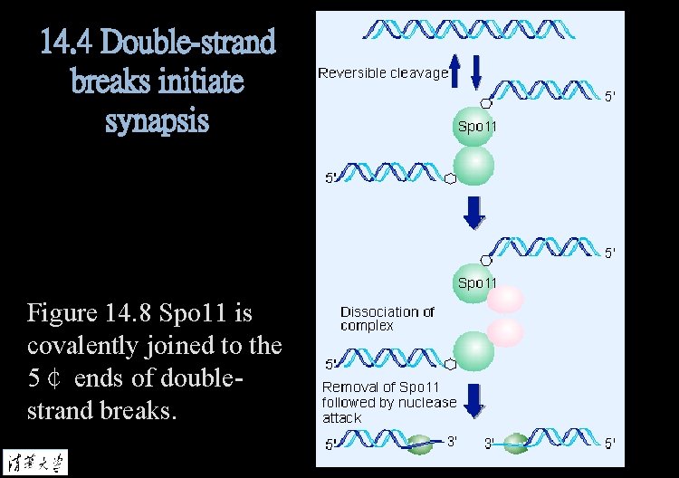 14. 4 Double-strand breaks initiate synapsis Figure 14. 8 Spo 11 is covalently joined