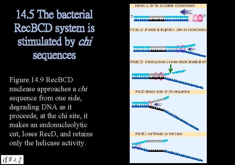 14. 5 The bacterial Rec. BCD system is stimulated by chi sequences Figure 14.