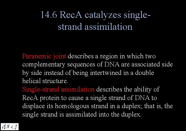 14. 6 Rec. A catalyzes singlestrand assimilation Paranemic joint describes a region in which