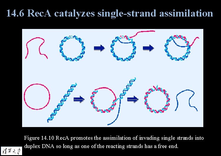 14. 6 Rec. A catalyzes single-strand assimilation Figure 14. 10 Rec. A promotes the
