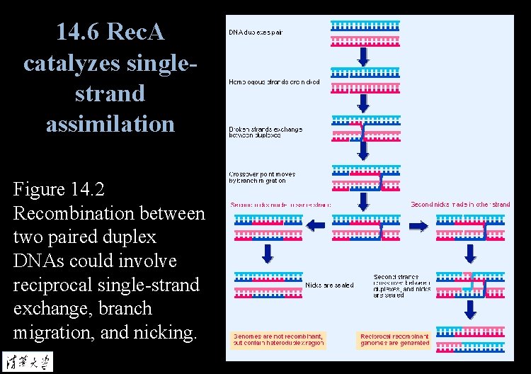 14. 6 Rec. A catalyzes singlestrand assimilation Figure 14. 2 Recombination between two paired