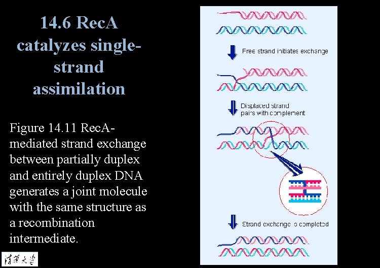 14. 6 Rec. A catalyzes singlestrand assimilation Figure 14. 11 Rec. Amediated strand exchange