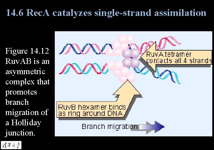14. 6 Rec. A catalyzes single-strand assimilation Figure 14. 12 Ruv. AB is an
