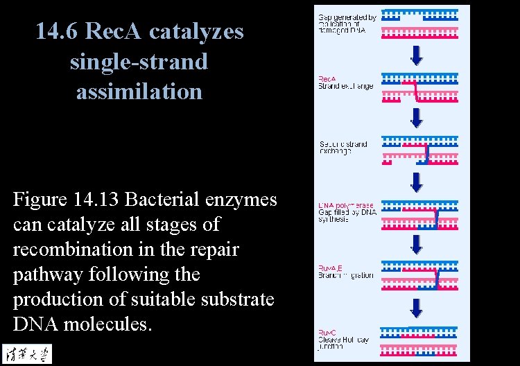 14. 6 Rec. A catalyzes single-strand assimilation Figure 14. 13 Bacterial enzymes can catalyze