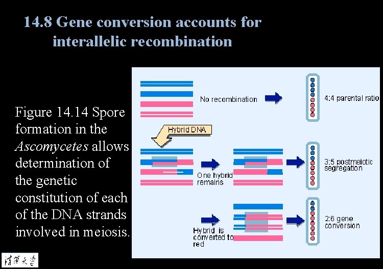 14. 8 Gene conversion accounts for interallelic recombination Figure 14. 14 Spore formation in
